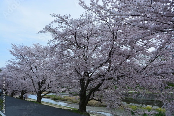 Fototapeta 京都鴨川の桜並木
