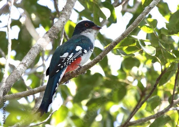 Obraz Cuban trogon or tocororo that sits on a branch in the crowns of trees in the forest on a sunny day