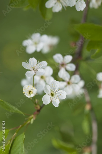 Obraz Spring apple blossoming.