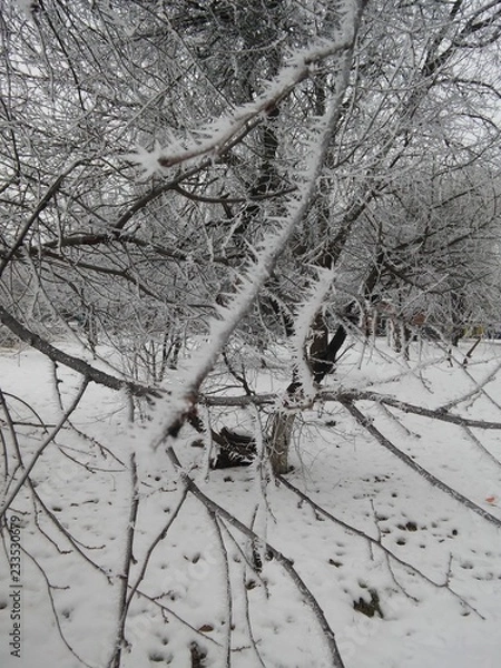 Obraz Зимние морозы