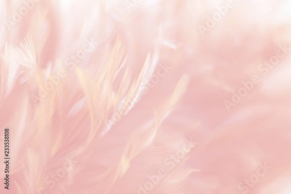 Fototapeta Blur Bird chickens feather texture for background, Fantasy, Abstract, soft color of art design.
