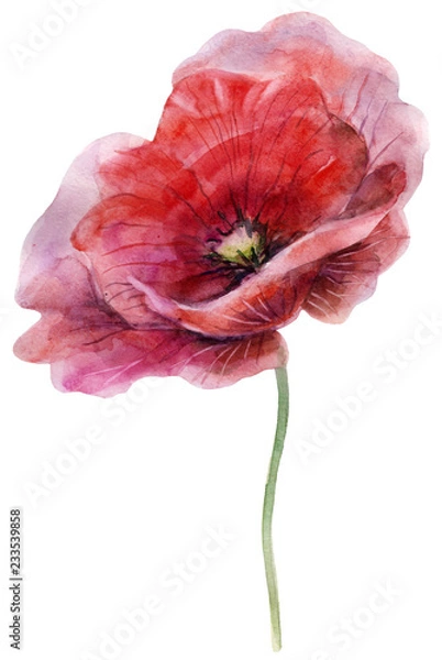 Fototapeta Watercolor poppy. The flower clipart isolated on a white background. Hand painted illustration for design prints and fabric.