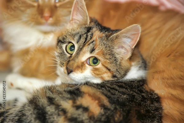 Obraz red and white cat with tricolor kitten