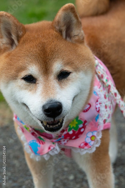 Fototapeta 笑顔の柴犬