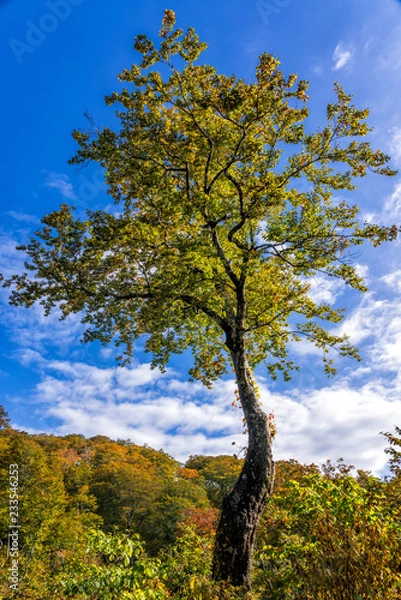 Fototapeta 秋晴れの中の紅葉