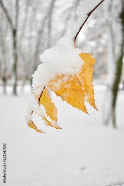 Fototapeta leaf in snow