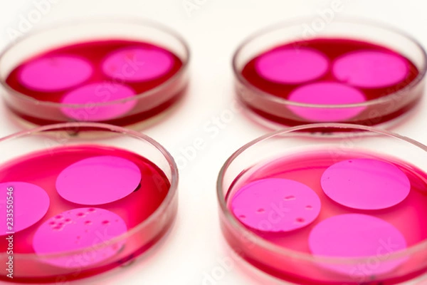 Obraz Petri dish