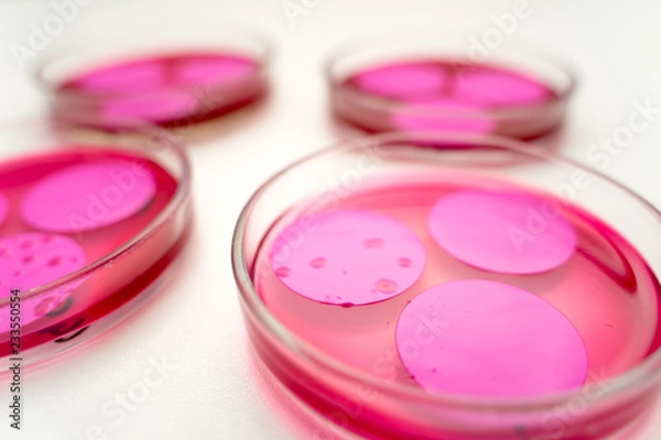 Fototapeta Petri dish