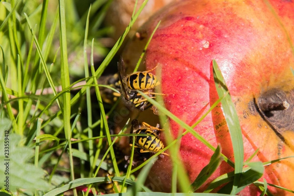 Obraz Wespen auf Fallobst-Äpfel