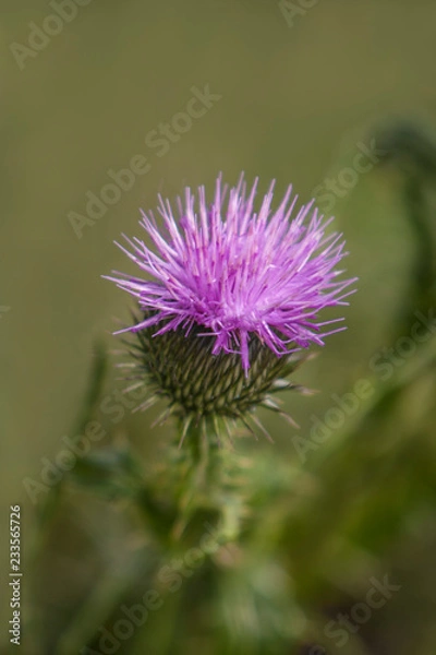 Fototapeta wildflowers
