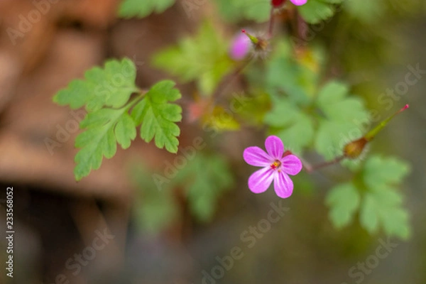 Obraz violet flower in autumn