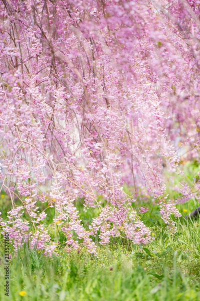 Obraz 枝垂れ桜