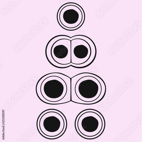 Obraz cell division, cycle, vector silhouette isolated