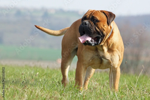 Obraz mastiff debout de face