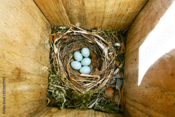 Fototapeta blue eggs of Pied Flycatcher in their nest in a wooden nest box. Top view