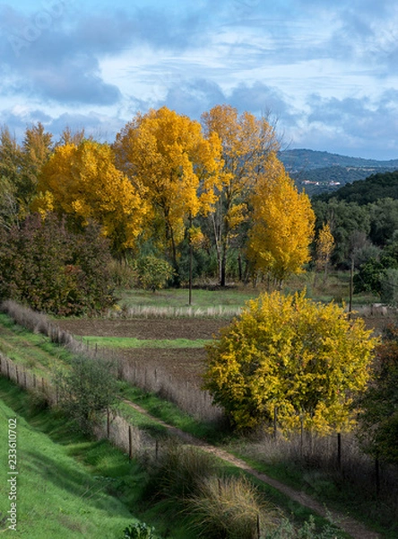 Obraz Caminho no Outono