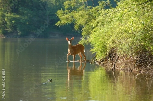 Obraz deer in the lake