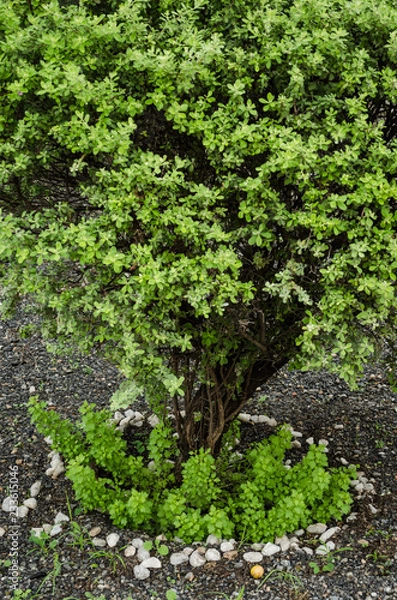 Fototapeta close up to a Common juniper in a park, beautiful tree
