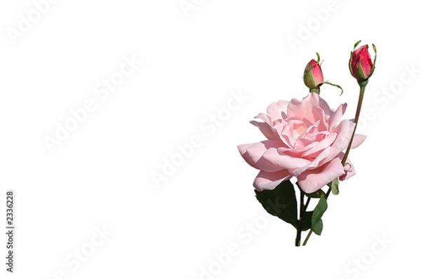 Obraz rose