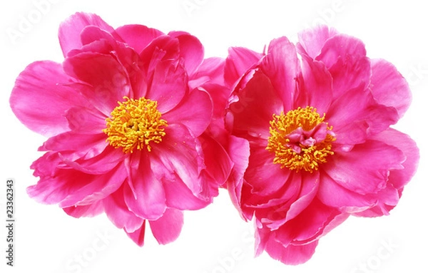 Fototapeta two peony