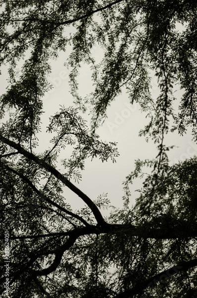 Fototapeta view from below to the branches of large intertwined trees, details of nature intertwined with each other
