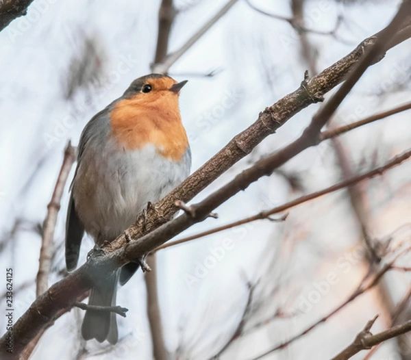 Fototapeta Rotkehlchen im Baum