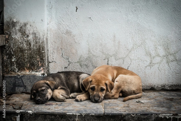 Obraz Vietnam Sad Dog