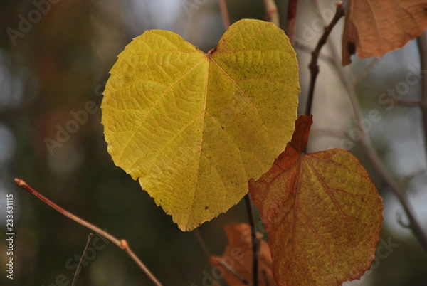 Obraz large autumn leaf on a branch