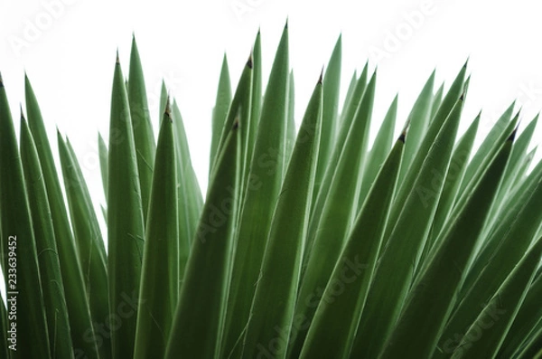 Fototapeta Wild palmetto with isolated white background, pattern of green pointy leaves
