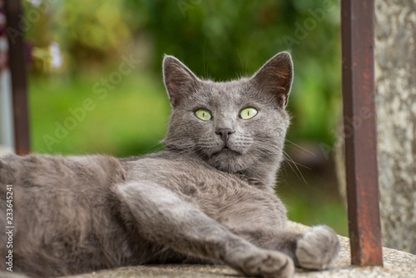 Fototapeta Russian Blue Cat