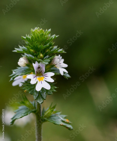 Obraz Eyebright