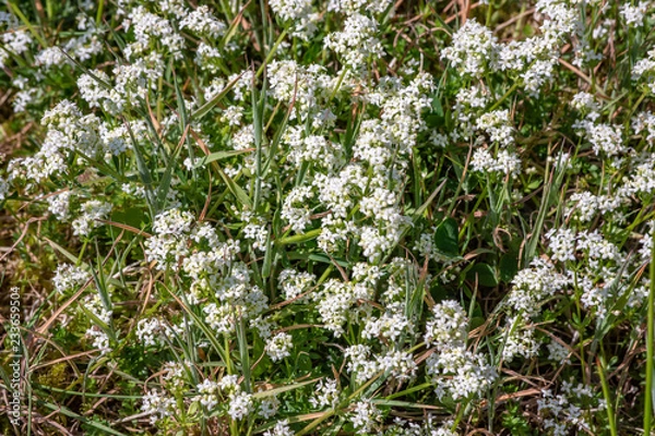 Obraz Heath Bedstraw