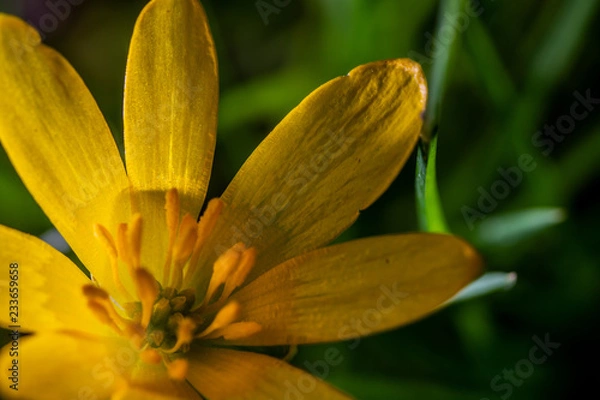 Obraz Lesser Celandine