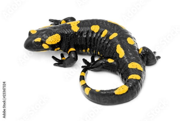 Obraz salamandra