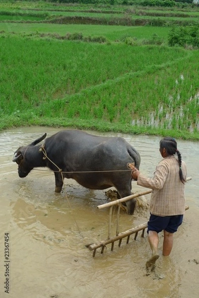 Obraz rizieres de guilin