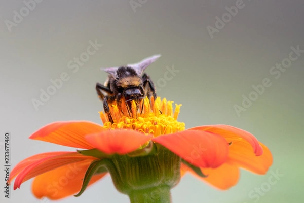 Obraz bee on a flower