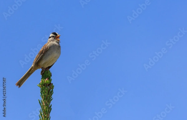 Fototapeta happy singing sparrow on left side