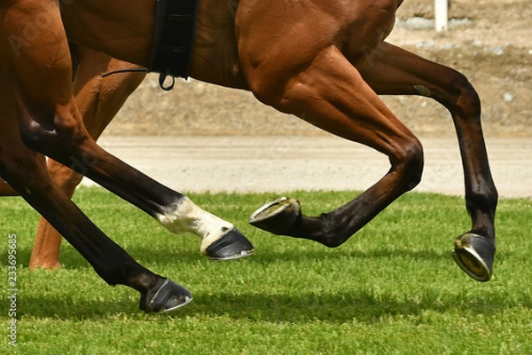 Obraz Horse racing action
