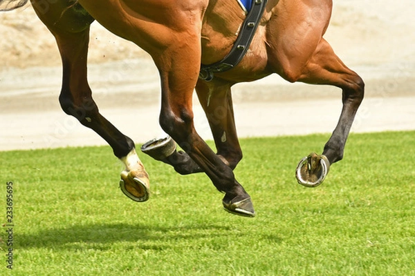 Obraz Horse racing action