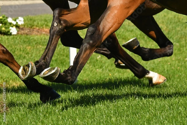 Obraz Horse racing action