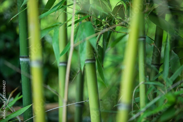 Fototapeta green bamboo texture, beautiful green leaves and stems