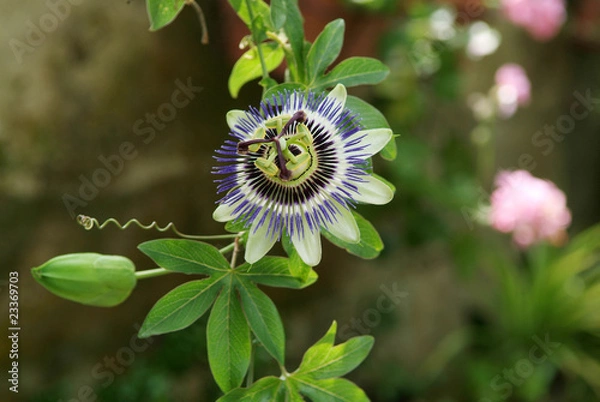Fototapeta Passiflora