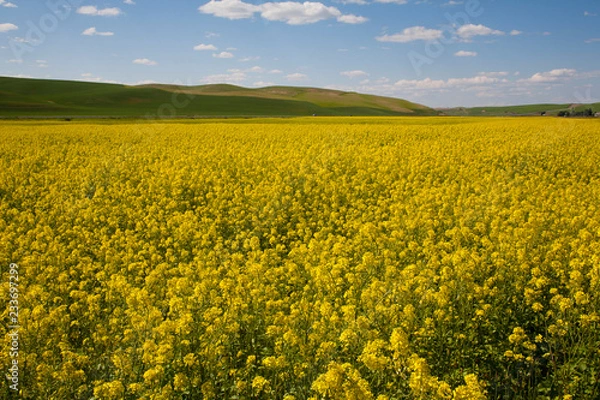 Fototapeta yellow rape field