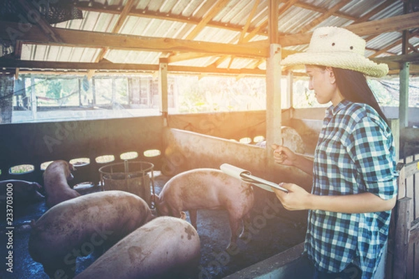 Fototapeta Veterinarian working on check and manage at agriculture farm ;woman inspecting pork plant and inspecting pig