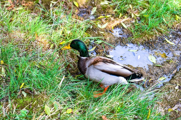 Obraz duck on grass