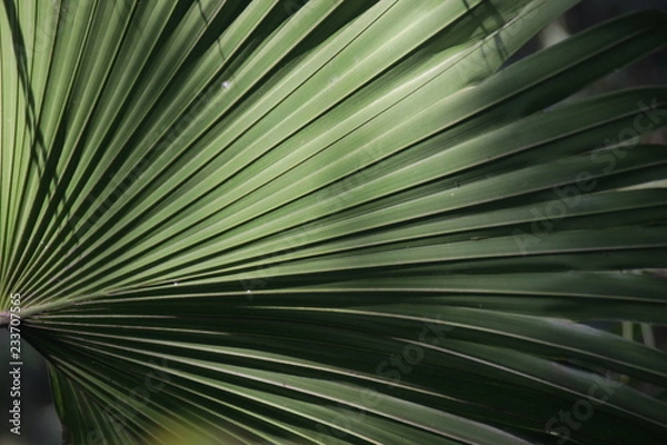 Fototapeta the Composition of shade and shadow on Green  Palm Leaf