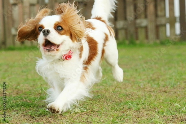 Obraz キャバリア