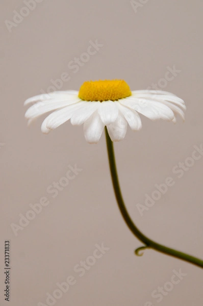 Obraz ox eye daisy
