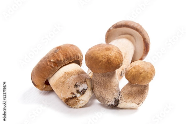 Fototapeta Kilka borowików znanych jako borowiki szlachetne izolowane na białym tle.