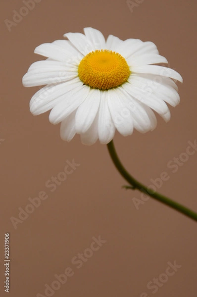 Obraz ox eye daisy single